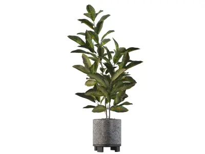 Croton in terrazio flowerpot 3D model