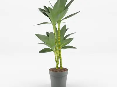 Collection of Dracaena Houseplant - 6 Models