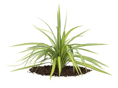 Yellow Yucca Plant Yucca arkansana 3D model