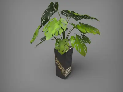 Monstera Deliciosa 2 Black Vase 3D model