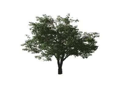 Cherry Tree 3D model