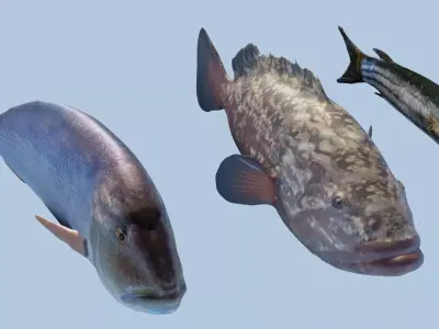 Collection of 3 photorealistic  fishes animated