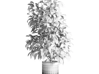 indoor plant of earthenware concrete vases 210 3D model