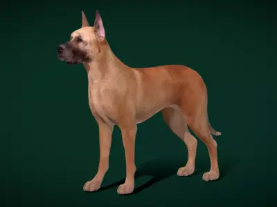 Great Dane Dog Breed  3D model