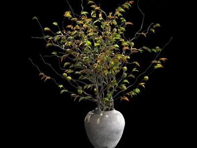 Plants in pots - 4 models 3D model