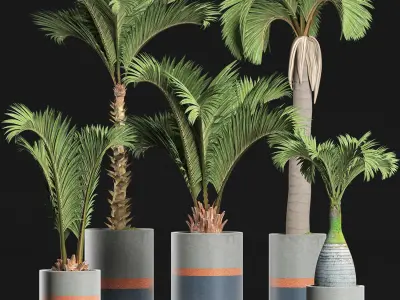 Plants Collection 196 Palms 3D model
