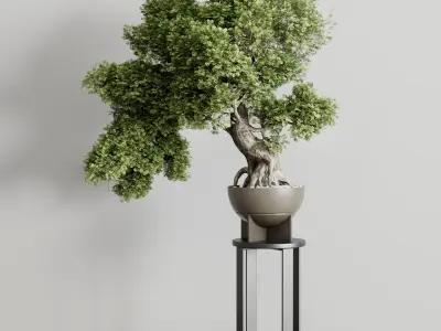 Bonasi Tree in a concrete vase set indoor plant 391 Low-poly 3D model