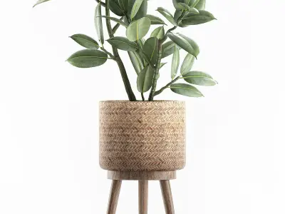 Decorative Ficus tree for the interior in baskets 607 3D model