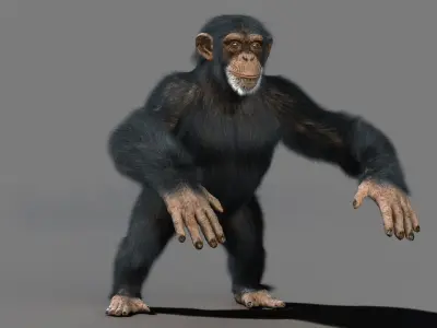 Chimpanzee with realistic fur Low-poly 3D model