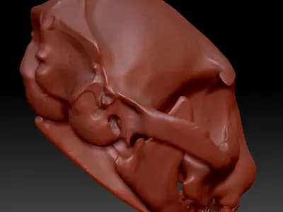 Cat Skull Zbrush Sculpture 3D model