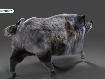 Fur Black Wild Boar Rigged V04 in Blender Low-poly 3D model