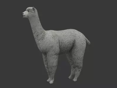 white Alpaca Low-poly 3D model