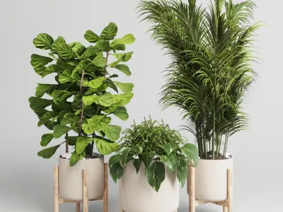 collection Indoor plant 30 -wood vase Low-poly 3D model