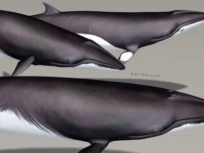 Minke Whales - 3 Poses - Balaenoptera Acutoro - Adult Males - 3D model