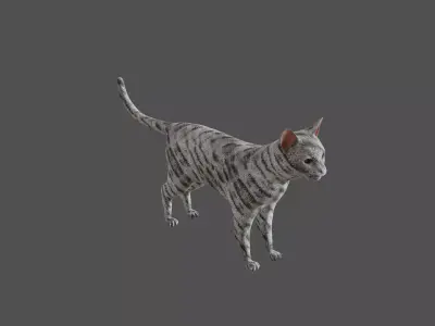 Cat realistic PBR Low-poly 3D model
