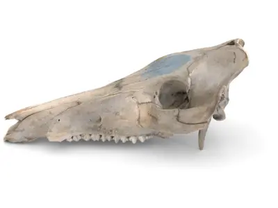 Boar Skull 3D model