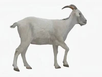 Lowpoly Goat Low-poly 3D model