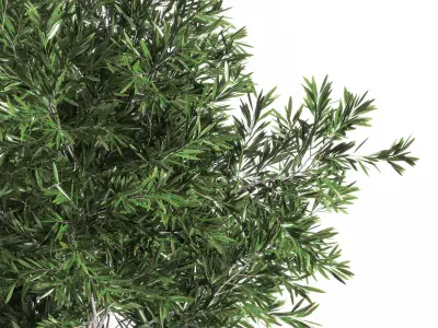 Outdoor Plant stree 01 3D model