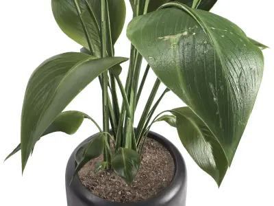 indoor plant 051 3D model