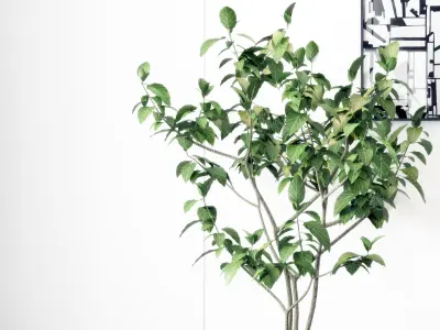 Modern Plant Potting 3D model