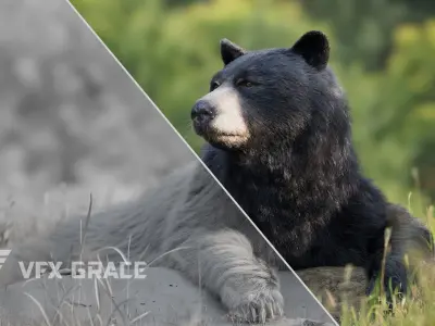 American BlackBear  UE Character Asset 3D model