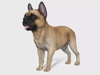Dog - French Bulldog Low-poly 3D model