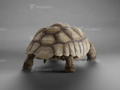 Sulcata Tortoise Animation - Blender  3D model