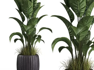 Indoor plant set 04 Low-poly 3D model