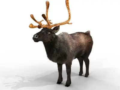 Fur Black Reindeer Blender NO RIG Low-poly 3D model