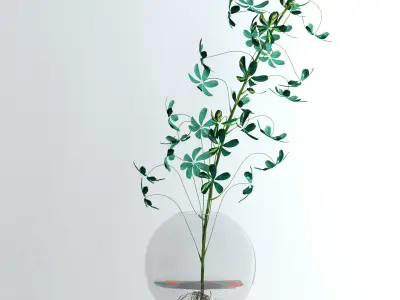 Schefflera Single 3D model
