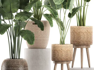 Decorative banana plants for the interior in baskets 615 3D model