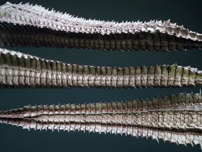 TAILS - 33 Tail Meshes and Curve Brushes 3D model