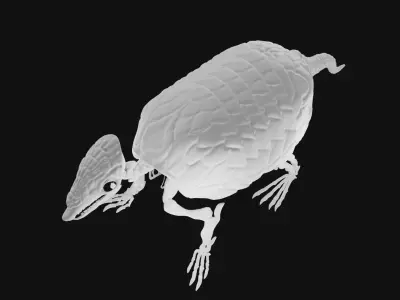 Armadillo skeleton 3D model