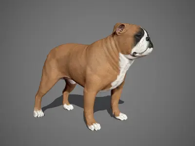English Bulldog Real-Time Low-poly 3D model