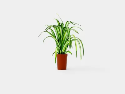 Chlorophytum varigata Low-poly 3D model
