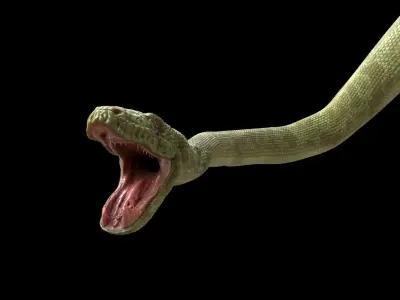 Green Boa Low-poly 3D model