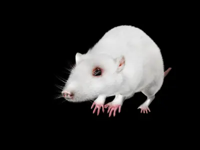 white rat 3d rig model 3D model