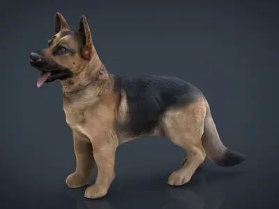 German shepherd Low-poly 3D model