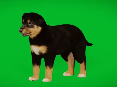 Australian Shepherd Puppy Dog Low-poly 3D model