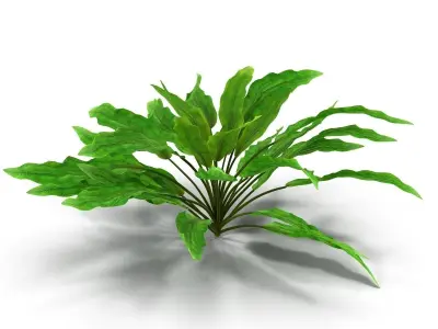 Criptocorine plant 3D model