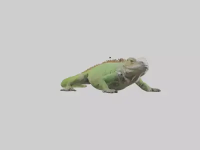 Jamaican Iguana basking model Low-poly 3D model