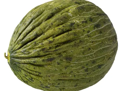 Melon Piel De Sapo 3D model