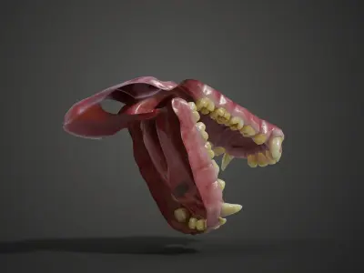 Gorilla Oral Cavity VFX Grace 3D model