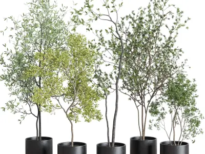 collection indoor plant 326 concrete vase Low-poly 3D model