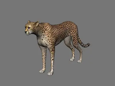 Leopard Panther Puma Jaguar Model Rig Low-poly 3D model
