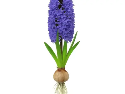 Hyacinth big 3D model