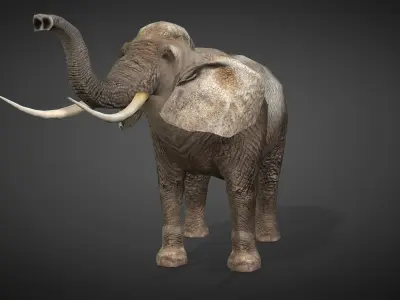 African Elephant Animated 3D model Low-poly 3D model purchase