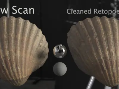 Cockle Sea Shell 3D model