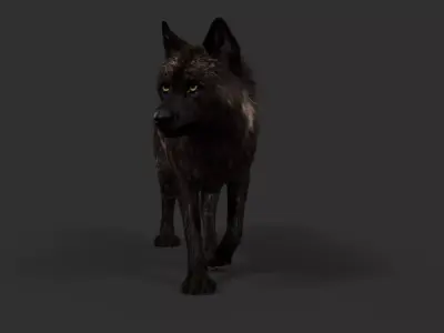 Black Timber Wolf FUR Animated 3D model