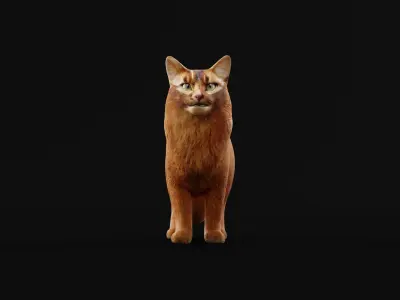 Long-haired Abyssinian Cat 3D model